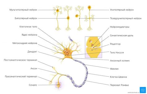 Строение нейрона: основные компоненты