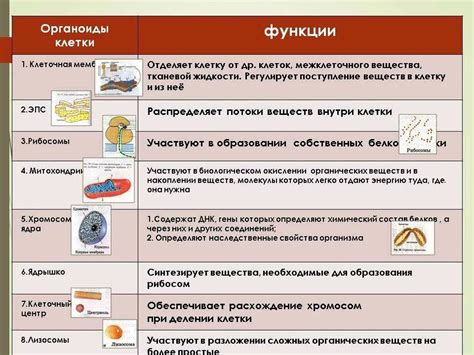 Строение общих органоидов