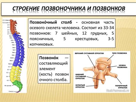 Строение позвоночного столба человека