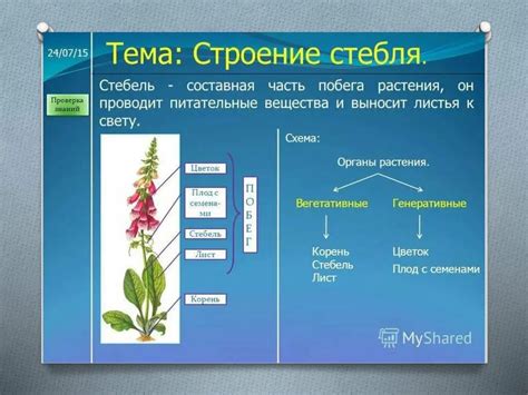 Строение простейших: составные элементы и их функции