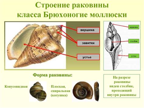 Строение раковины