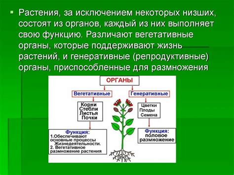 Строение растений и их функции