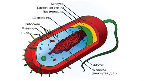 Структура бактериальной клетки и растительной