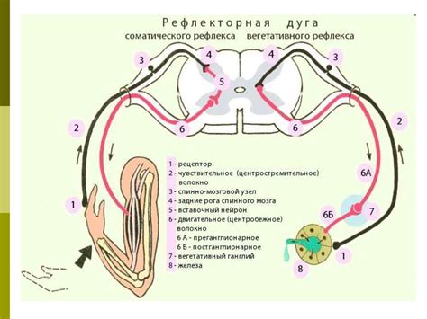 Структура вегетативной рефлекторной дуги