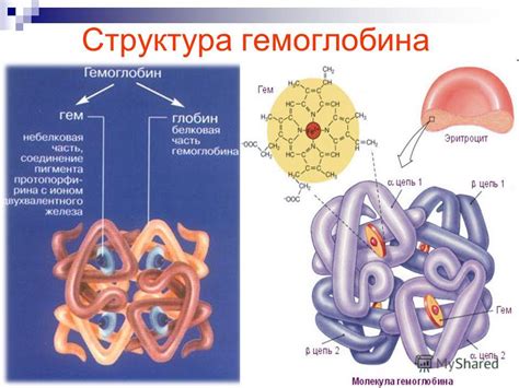 Структура гемоглобина: целиком и частями