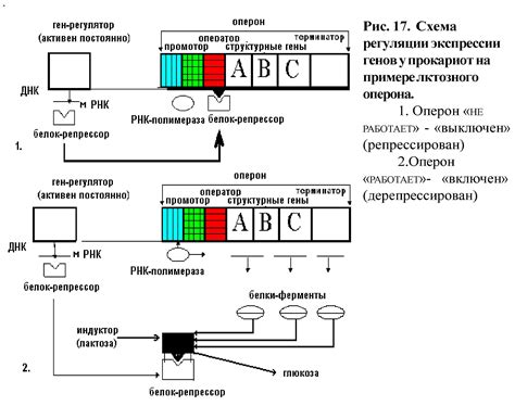 Структура гена