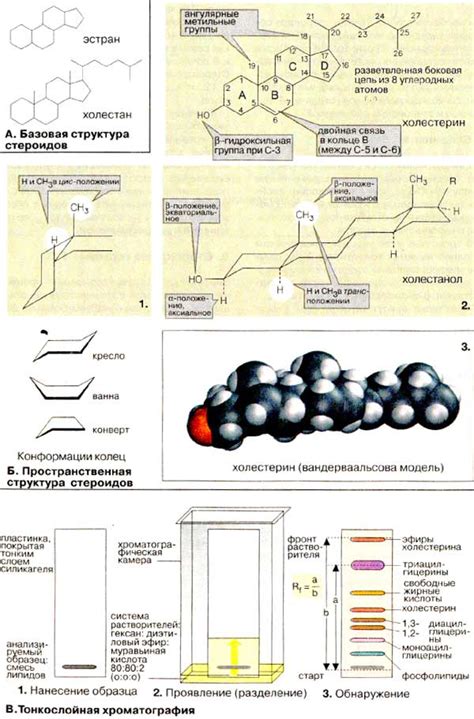 Структура и классификация стероидов