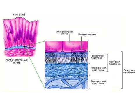 Структура и свойства эпителия