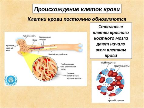 Структура и состав желтого костного мозга