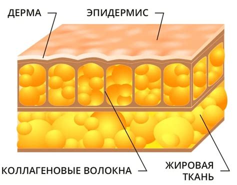 Структура и состав жировой ткани