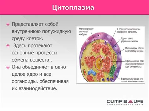 Структура и состав цитоплазмы