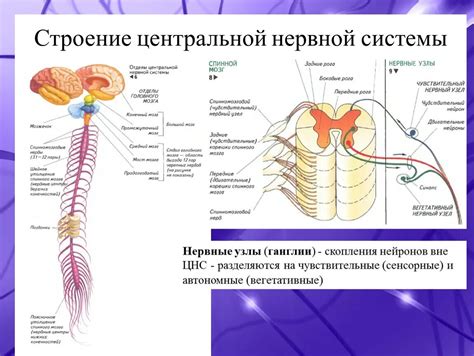 Структура и устройство нервной системы