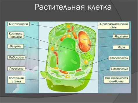 Структура и форма растительной клетки