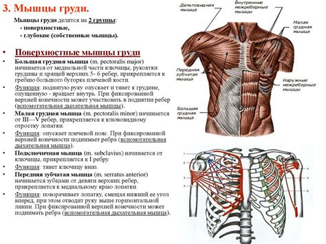 Структура и функции грудной области