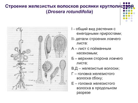 Структура и функции железистых волосков