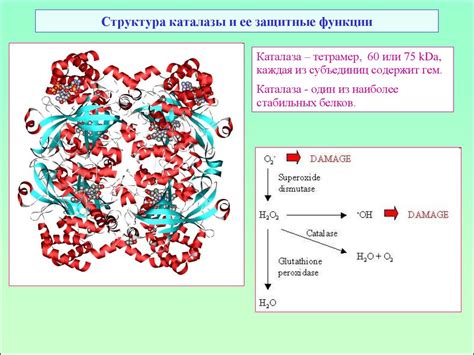 Структура и функции каталазы