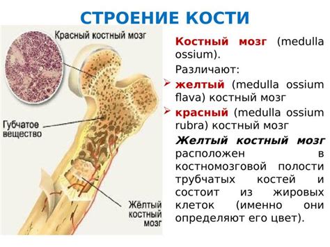 Структура и функции клеток желтого костного мозга