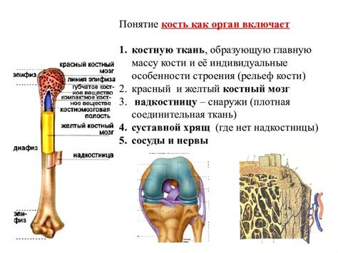 Структура и функции костей