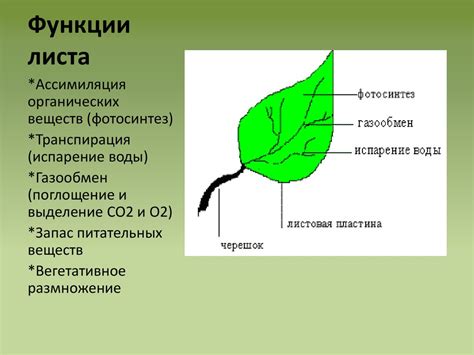 Структура и функции листьев