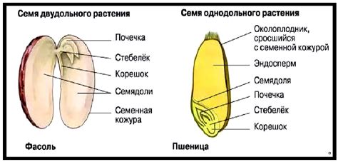 Структура и функции семян