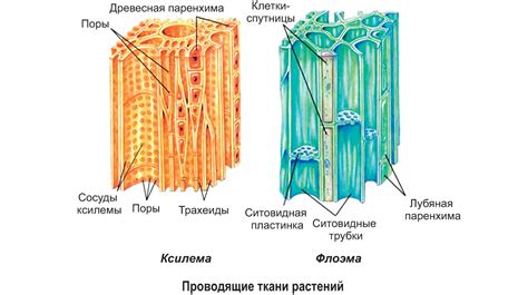 Структура и функции сосудов растений