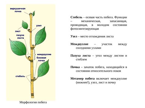 Структура и функции стеблей