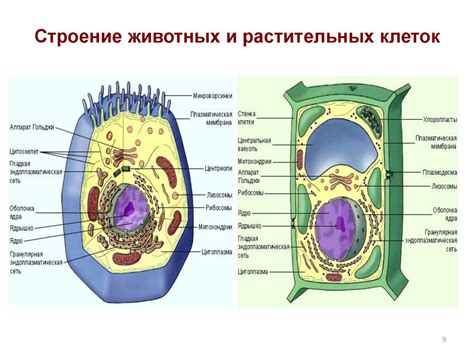 Структура клеток растений, животных и бактерий