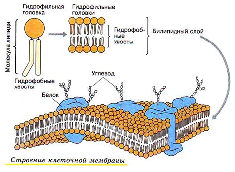 Структура клеточной стенки