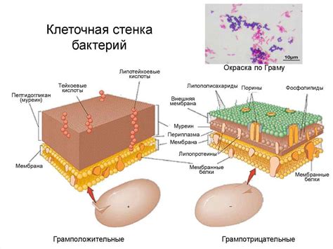 Структура клеточной стенки бактерий