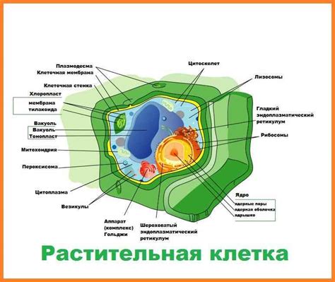 Структура клеточных включений растений