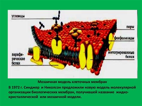 Структура клеточных мембран