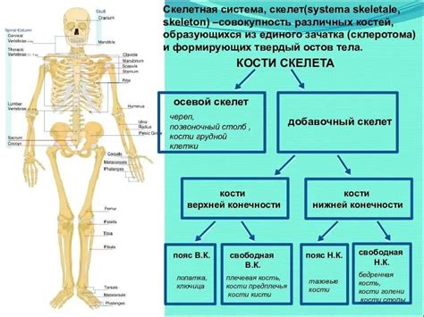 Структура костей и их возможности к гибкости