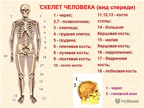 Структура костей человека