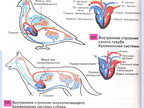 Структура кровеносной системы собаки