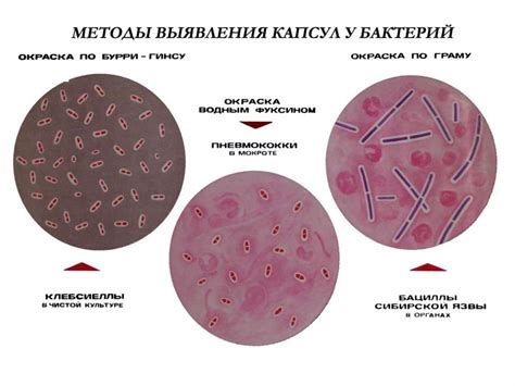 Структура микроорганизмов