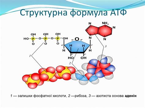 Структура молекулы АТФ