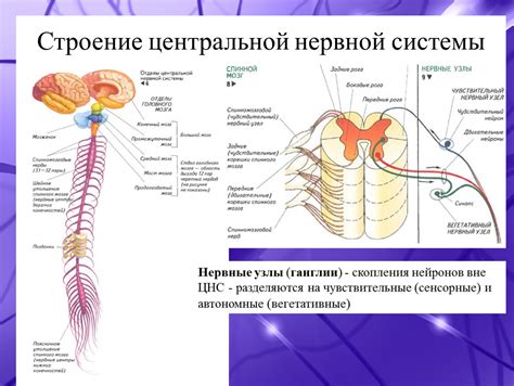 Структура нервной системы