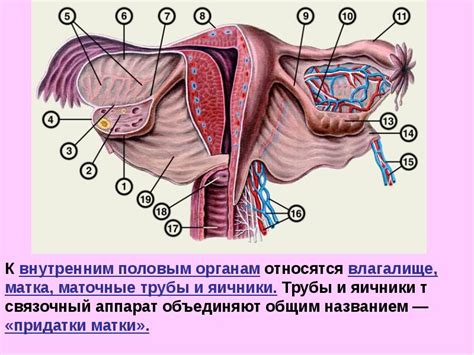 Структура органов малого таза у женщин