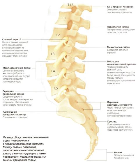 Структура позвоночника в поясничном отделе
