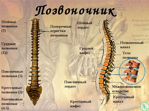 Структура позвоночника человека