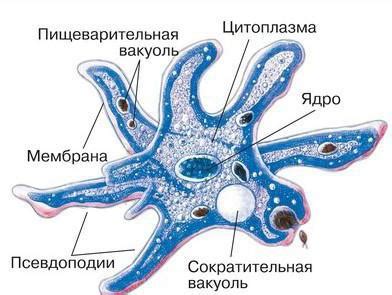 Структура сократительной вакуоли у простейших организмов