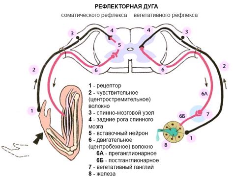 Структура соматической рефлекторной дуги