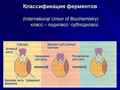 Структура фермента