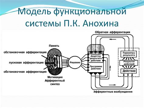 Структура функциональной системы по Анохину