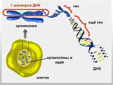 Структура хромосомы: ДНК и белки