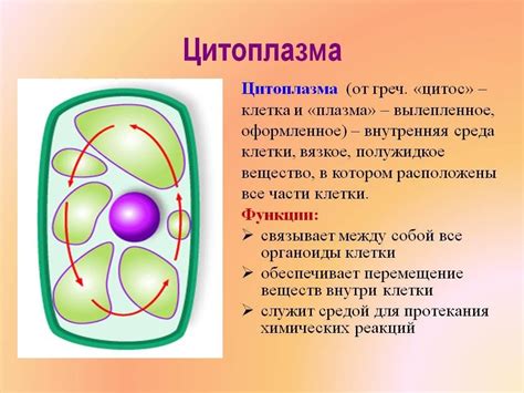 Структура цитоплазмы хламидомонады