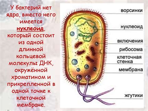 Структура ядра прокариотной клетки