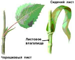 Структурные особенности листа