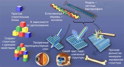 Структурные различия: