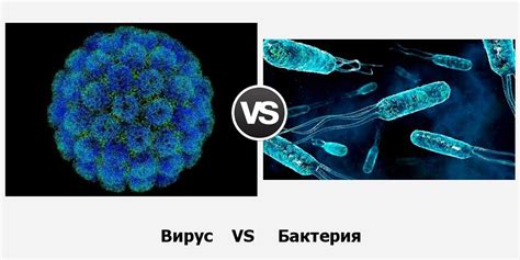 Структурные различия между бациллами и бактериями